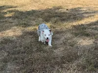 Jazz, a male Pembroke Welsh Corgi and Toy Australian Shepherd for sale in Sarcoxie, MO – 5 of 10