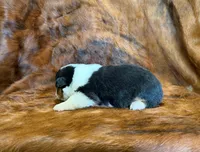 Daisy, a female Pembroke Welsh Corgi and Toy Australian Shepherd for sale in Sarcoxie, MO – 5 of 8