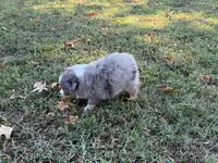 Ace, a male Miniature Australian Shepherd and Toy Australian Shepherd for sale in Sarcoxie, MO – 9 of 10