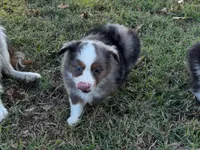 Tiger, a male Miniature Australian Shepherd and Toy Australian Shepherd for sale in Sarcoxie, MO – 2 of 10