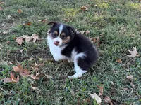 Chip, a male Miniature Australian Shepherd and Toy Australian Shepherd for sale in Sarcoxie, MO – 9 of 10