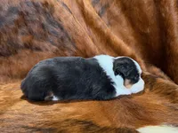 Reba, a female Miniature Australian Shepherd for sale in Sarcoxie, MO – 3 of 9