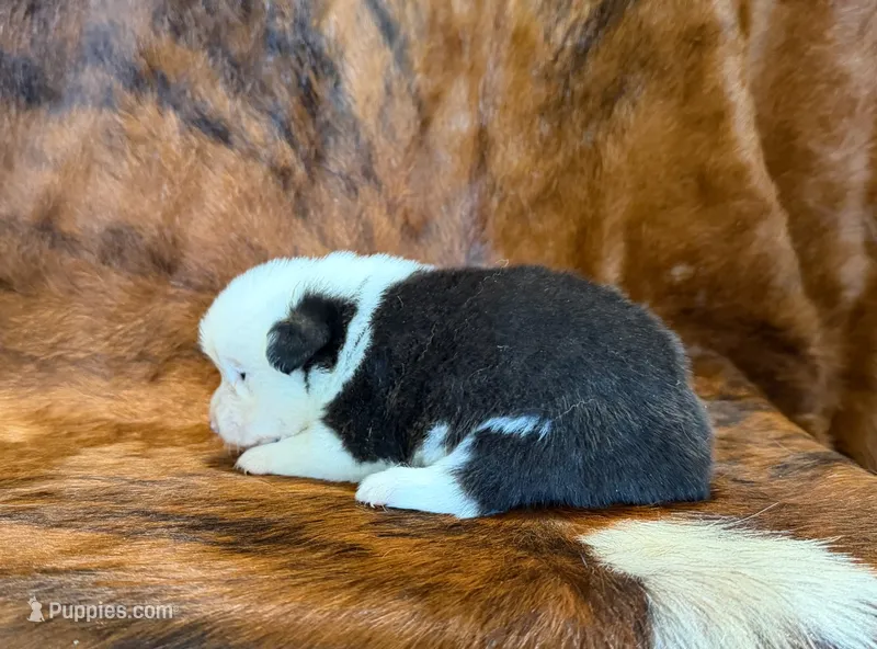 Rocky – Pembroke Welsh Corgi, Toy Australian Shepherd puppy for sale in Sarcoxie, MO