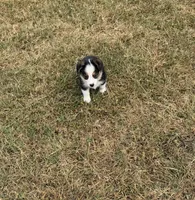 Prince, a male Pembroke Welsh Corgi and Toy Australian Shepherd for sale in Sarcoxie, MO – 7 of 10