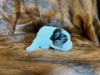 Lucky, a male Miniature Australian Shepherd for sale in Sarcoxie, MO – 6 of 10