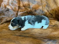 Chip, a male Miniature Australian Shepherd for sale in Sarcoxie, MO – 3 of 9