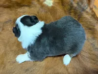 Reba, a female Miniature Australian Shepherd for sale in Sarcoxie, MO – 7 of 9