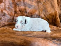 Hank, a male Miniature Australian Shepherd for sale in Sarcoxie, MO – 5 of 9