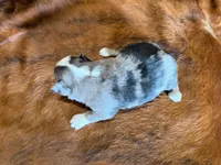 Tiger, a male Miniature Australian Shepherd for sale in Sarcoxie, MO – 6 of 9