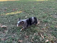 Tiger, a male Miniature Australian Shepherd and Toy Australian Shepherd for sale in Sarcoxie, MO – 3 of 10