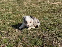 Superman, a male Pembroke Welsh Corgi and Toy Australian Shepherd for sale in Sarcoxie, MO – Photo 9 of 10