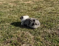 Superman, a male Pembroke Welsh Corgi and Toy Australian Shepherd for sale in Sarcoxie, MO – Photo 10 of 10