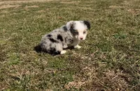 Superman, a male Pembroke Welsh Corgi and Toy Australian Shepherd for sale in Sarcoxie, MO – Photo 7 of 10