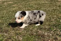 Superman, a male Pembroke Welsh Corgi and Toy Australian Shepherd for sale in Sarcoxie, MO – Photo 3 of 10