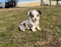 Superman, a male Pembroke Welsh Corgi and Toy Australian Shepherd for sale in Sarcoxie, MO – Photo 5 of 10