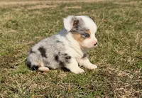 Superman, a male Pembroke Welsh Corgi and Toy Australian Shepherd for sale in Sarcoxie, MO – Photo 2 of 10