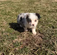 Superman, a male Pembroke Welsh Corgi and Toy Australian Shepherd for sale in Sarcoxie, MO – Photo 8 of 10