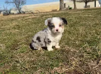 Superman, a male Pembroke Welsh Corgi and Toy Australian Shepherd for sale in Sarcoxie, MO – Photo 1 of 10