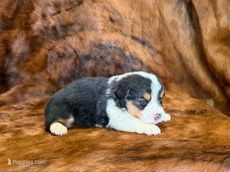 Daisy – Pembroke Welsh Corgi, Toy Australian Shepherd puppy for sale in Sarcoxie, MO