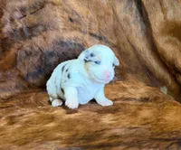 Bella, a female Pembroke Welsh Corgi and Toy Australian Shepherd for sale in Sarcoxie, MO – 4 of 8