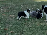 Lucky, a male Miniature Australian Shepherd for sale in Sarcoxie, MO – 6 of 10