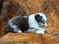 Cowboy, a male Miniature Australian Shepherd and Toy Australian Shepherd for sale in Sarcoxie, MO – 7 of 10