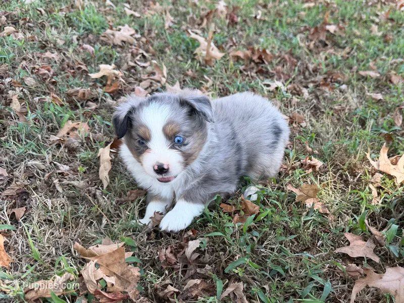 Ace – Miniature Australian Shepherd puppy for sale in Sarcoxie, MO