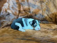Chip, a male Miniature Australian Shepherd for sale in Sarcoxie, MO – 6 of 9