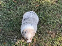 Hank, a male Miniature Australian Shepherd for sale in Sarcoxie, MO – 7 of 9