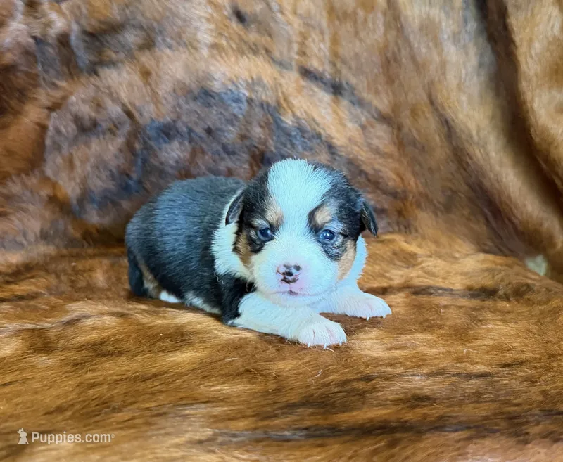 Lady – Pembroke Welsh Corgi, Toy Australian Shepherd puppy for sale in Sarcoxie, MO