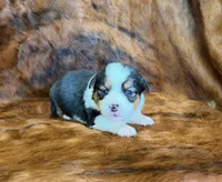 Lady, a female Pembroke Welsh Corgi and Toy Australian Shepherd for sale in Sarcoxie, MO – 1 of 9