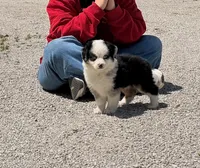 Chief, a male Toy Australian Shepherd for sale in Sarcoxie, MO – 8 of 10