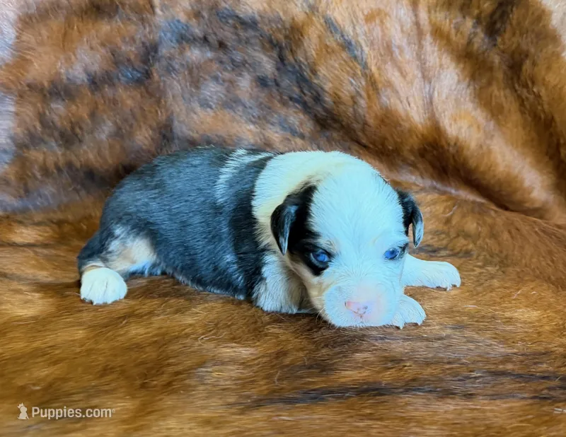 Chief – Toy Australian Shepherd puppy for sale in Sarcoxie, MO