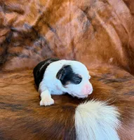 Chief, a male Toy Australian Shepherd for sale in Sarcoxie, MO – Photo 5 of 10