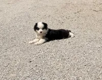 Chief, a male Toy Australian Shepherd for sale in Sarcoxie, MO – 10 of 10