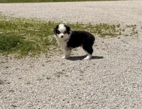 Chief, a male Toy Australian Shepherd for sale in Sarcoxie, MO – 9 of 10