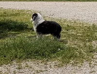 Chief, a male Toy Australian Shepherd for sale in Sarcoxie, MO – 3 of 10