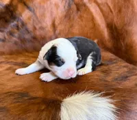 Chief, a male Toy Australian Shepherd for sale in Sarcoxie, MO – Photo 3 of 10