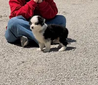 Chief, a male Toy Australian Shepherd for sale in Sarcoxie, MO – 7 of 10