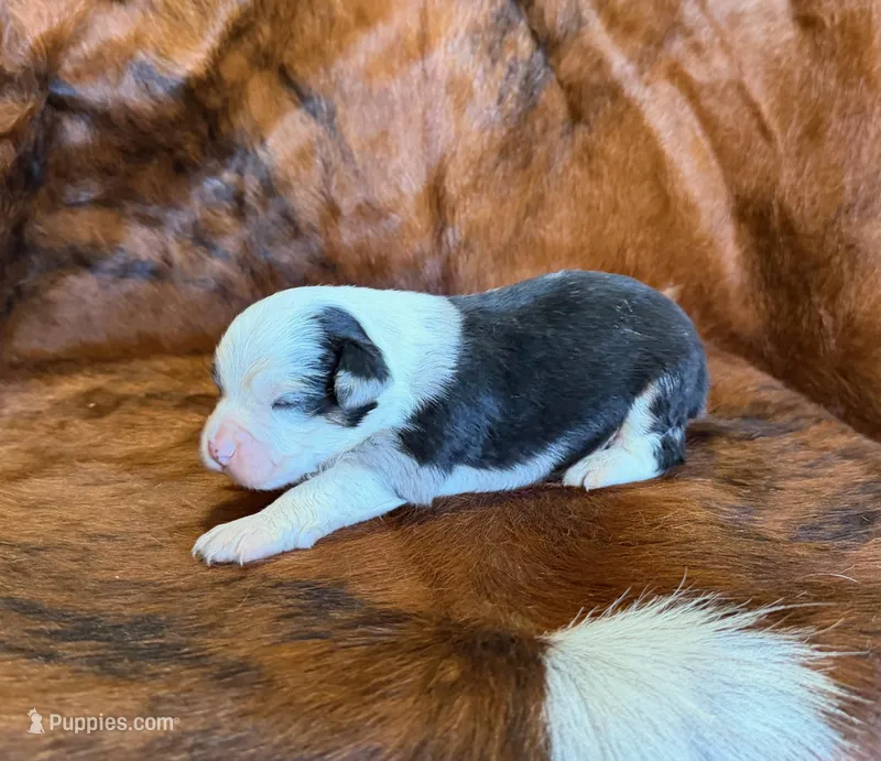 Chief – Toy Australian Shepherd puppy for sale in Sarcoxie, MO