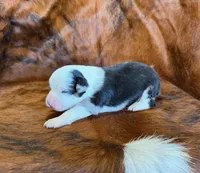 Chief, a male Toy Australian Shepherd for sale in Sarcoxie, MO – Photo 1 of 10