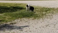 Chief, a male Toy Australian Shepherd for sale in Sarcoxie, MO – 5 of 10