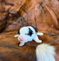 Chief, a male Toy Australian Shepherd for sale in Sarcoxie, MO – Photo 6 of 10