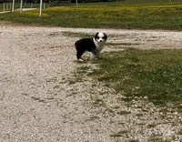Chief, a male Toy Australian Shepherd for sale in Sarcoxie, MO – 6 of 10