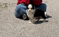 Chief, a male Toy Australian Shepherd for sale in Sarcoxie, MO – 1 of 10