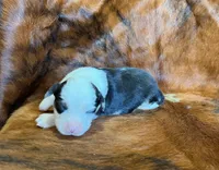 Chief, a male Toy Australian Shepherd for sale in Sarcoxie, MO – Photo 9 of 10