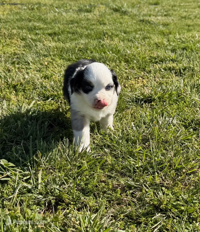 Chief – Toy Australian Shepherd puppy for sale in Sarcoxie, MO
