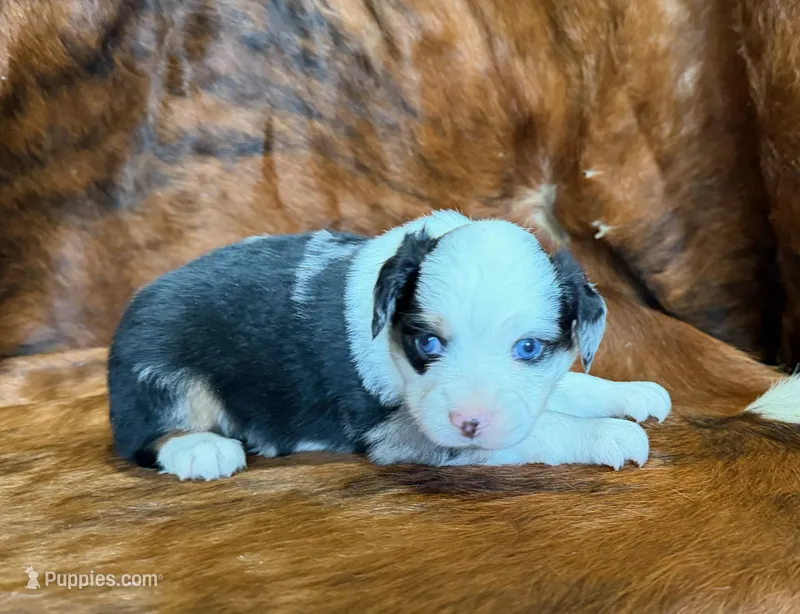 Chief – Toy Australian Shepherd puppy for sale in Sarcoxie, MO