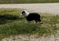 Chief, a male Toy Australian Shepherd for sale in Sarcoxie, MO – 2 of 10