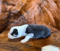 Chief, a male Toy Australian Shepherd for sale in Sarcoxie, MO – Photo 8 of 10